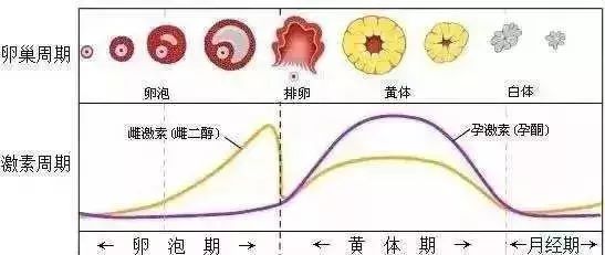 女性一个月排几次卵，深入了解女性生理周期中的排卵机制