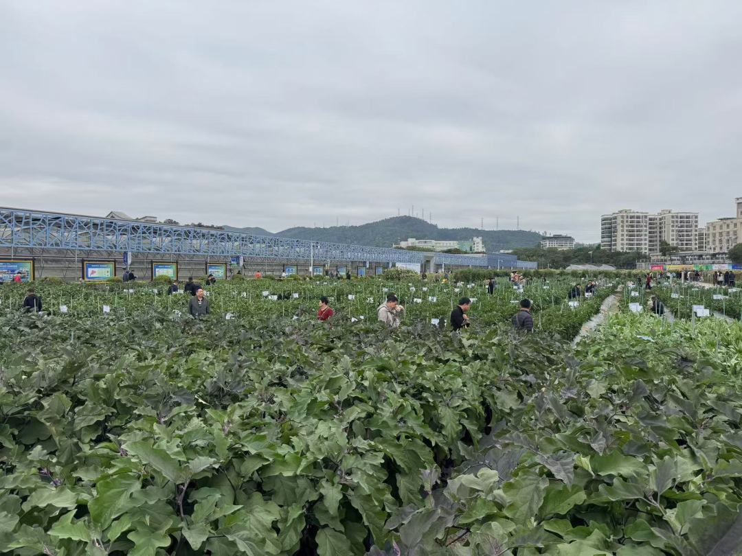 广东种子有限公司，耕耘种子产业，培育未来希望