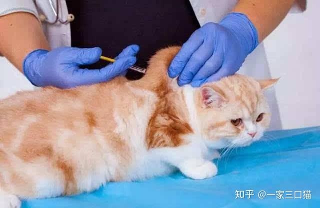 猫咪两个月大时的疫苗注射，了解、准备与关怀