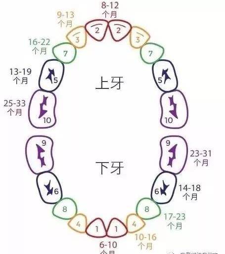 十个月的宝宝不长牙，原因、影响与应对策略